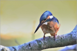 <p>LEDŇÁČEK ŘÍČNÍ (Alcedo attis) Šluknovsko - Jiříkov /Common kingfisher - Eisvogel/</p>